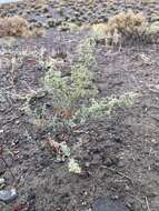 Image de Chenopodium nevadense Standl.