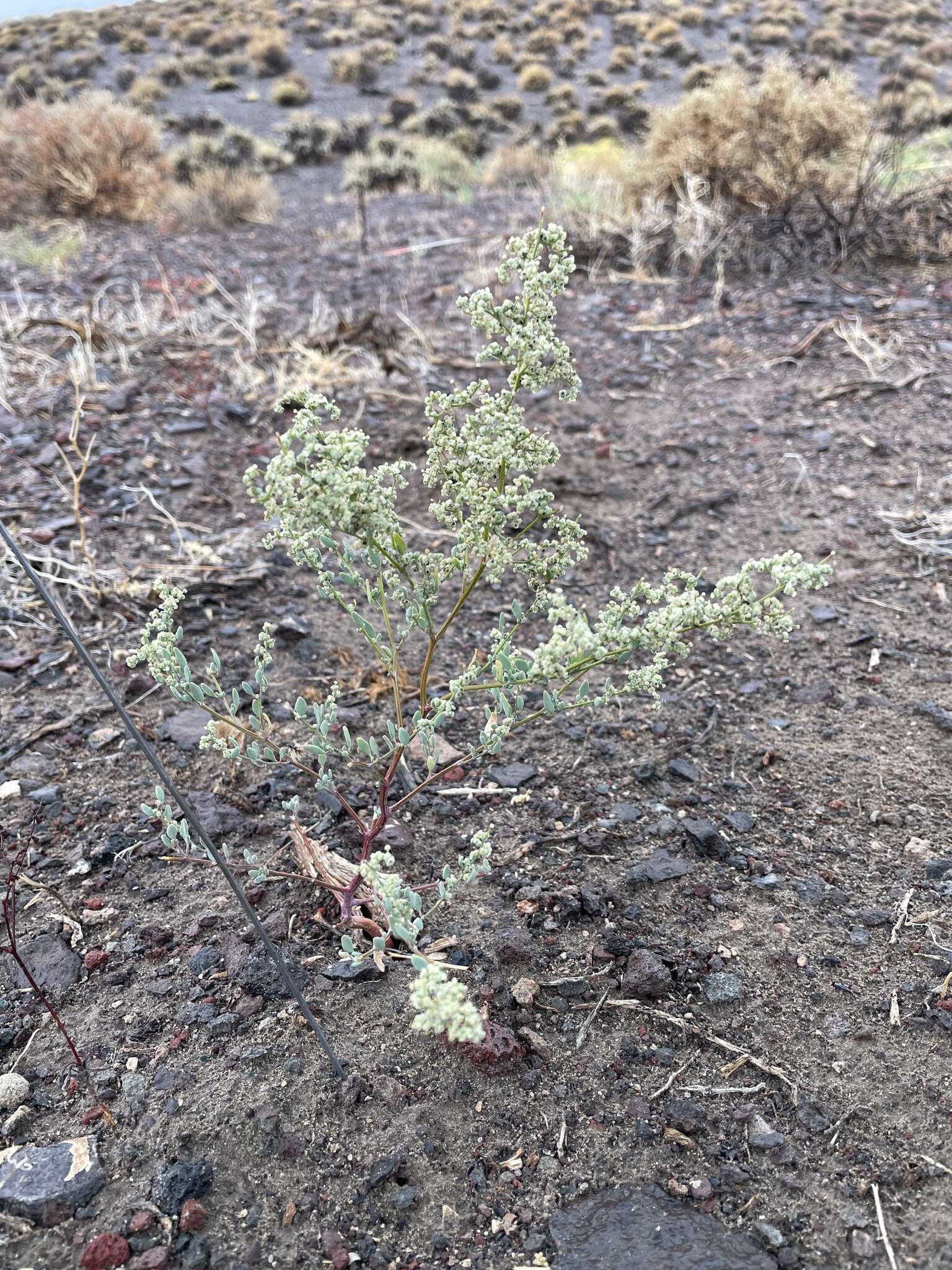 Image de Chenopodium nevadense Standl.