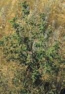 Image of pitseed goosefoot