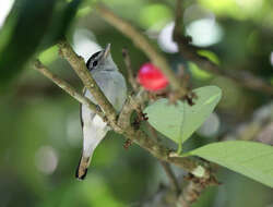 Image of Black-capped Becard