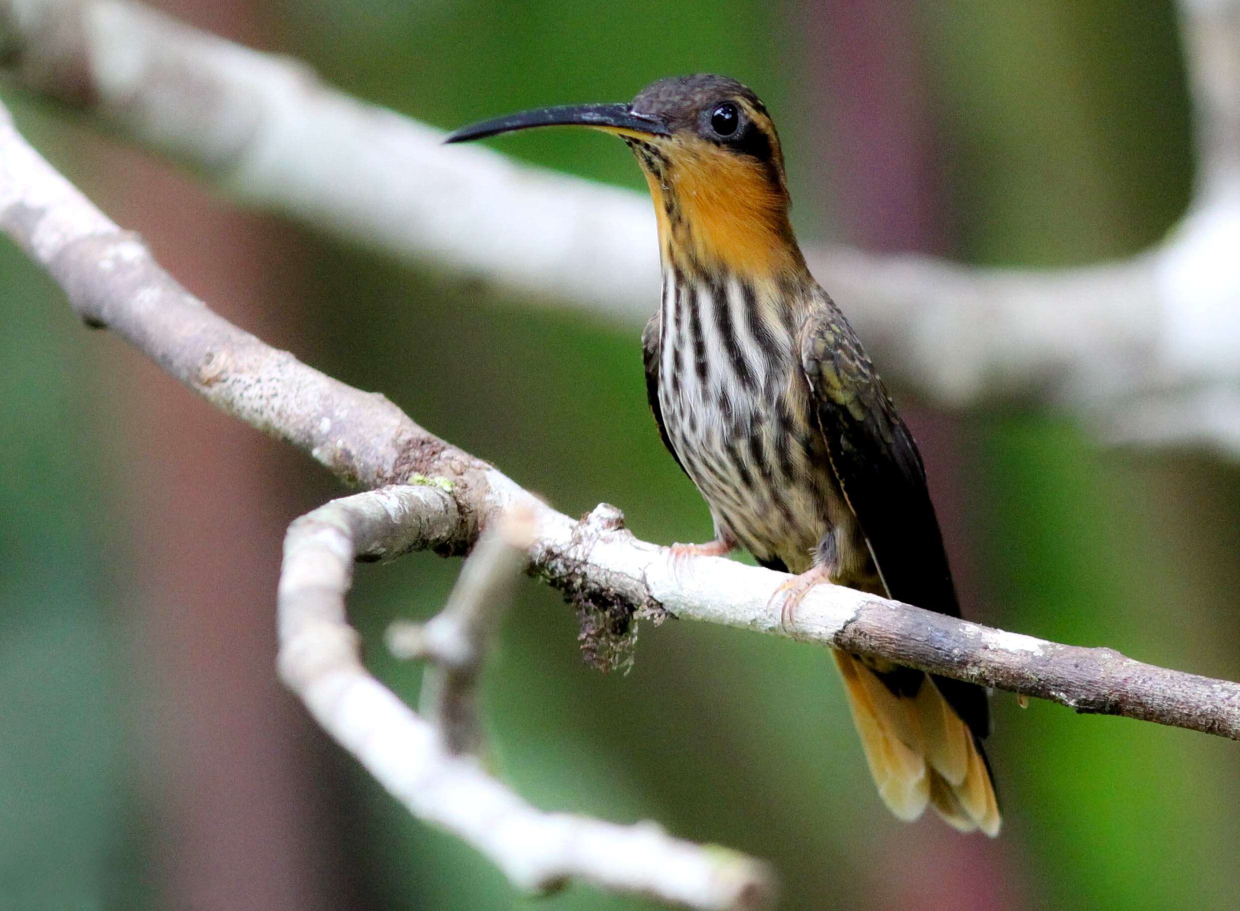 Image of Hook-billed hermit (hummingbird)