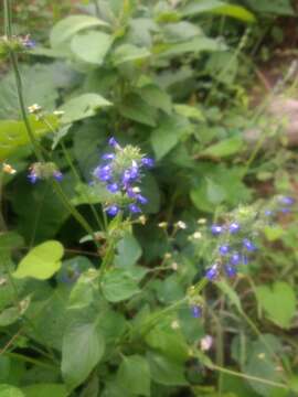 Image de Salvia lasiocephala Hook. & Arn.