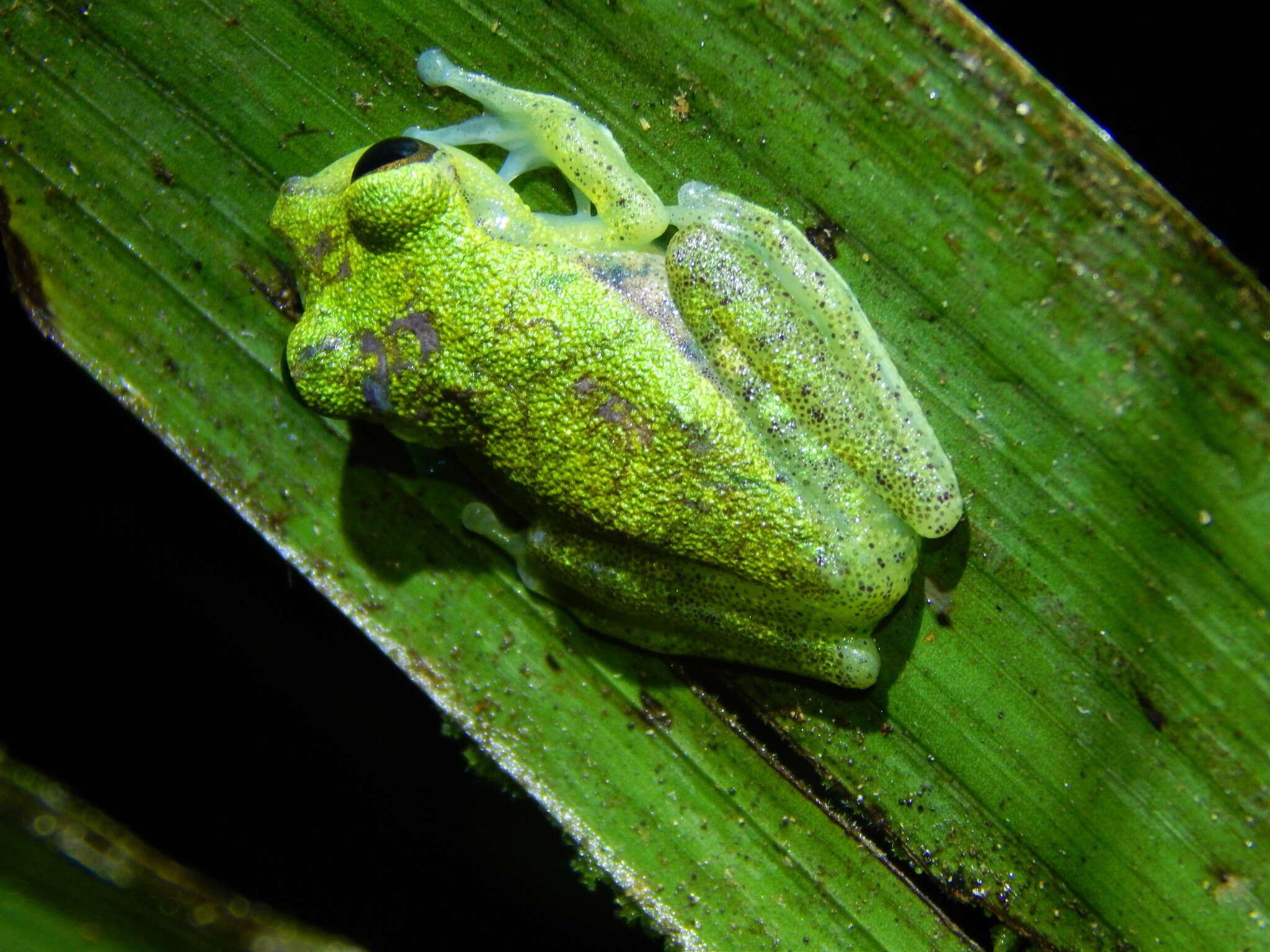 Image of Boana nympha (Faivovich, Moravec, Cisneros-Heredia & Köhler 2006)