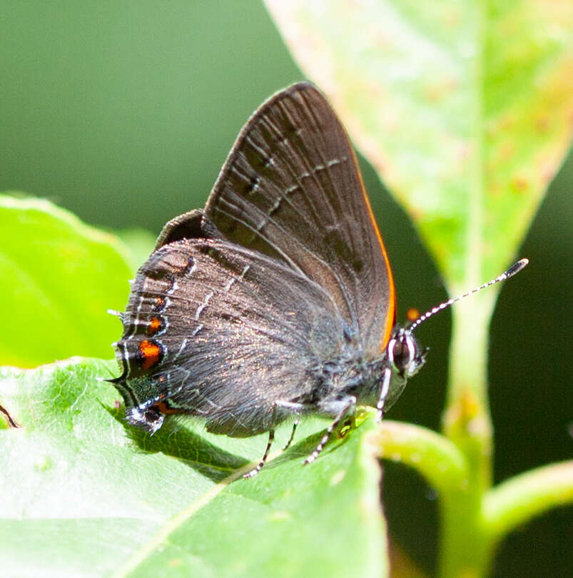 Image of <i>Satyrium favonius ontario</i>