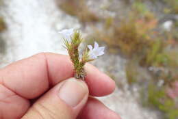 Image of Roella dregeana var. dregeana