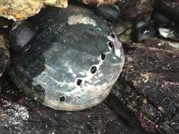 Image of Black Abalone