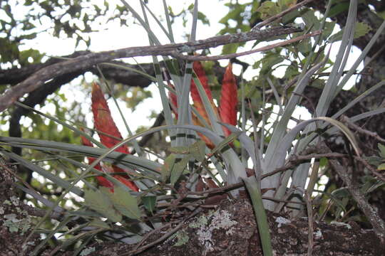 Image of Tillandsia grossispicata Espejo, López-Ferr. & W. Till