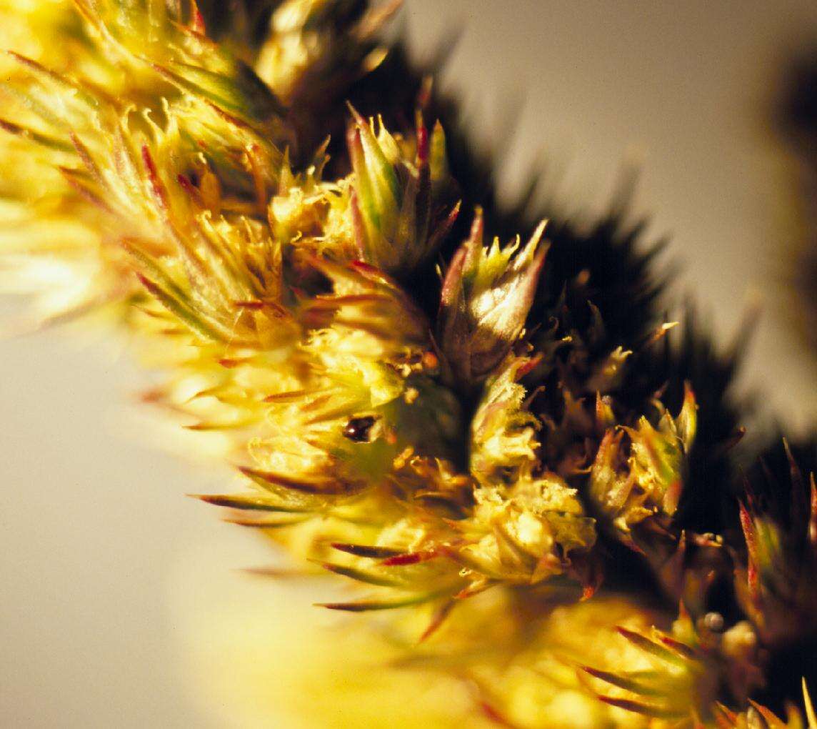 Image of redroot amaranth