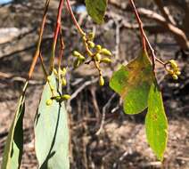 Слика од Eucalyptus behriana F. Müll.