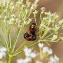 صورة Coptocephala unifasciata