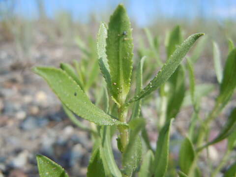 Image of Curly-cup gumweed