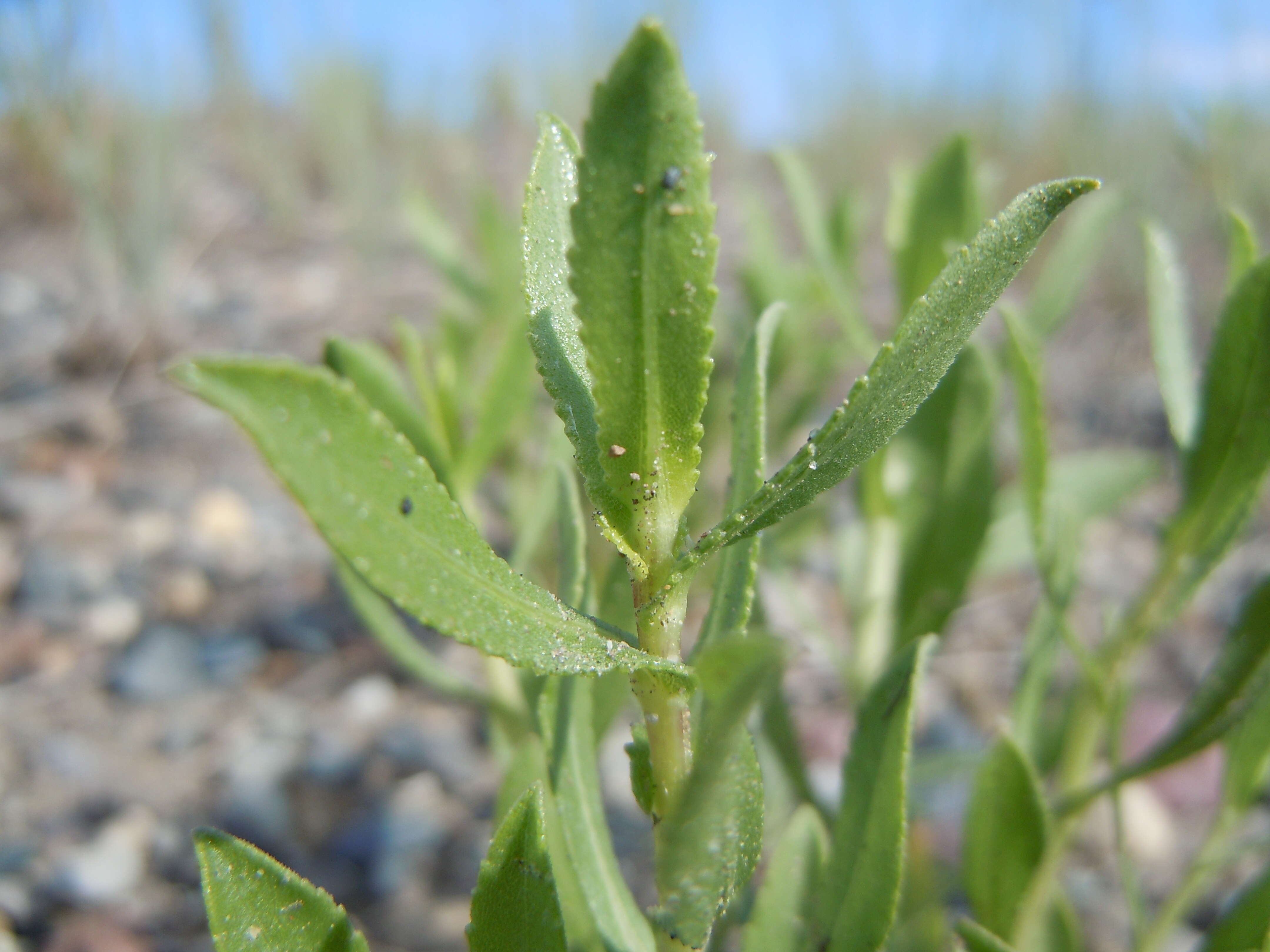 Image of Curly-cup gumweed