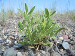 Image of Curly-cup gumweed