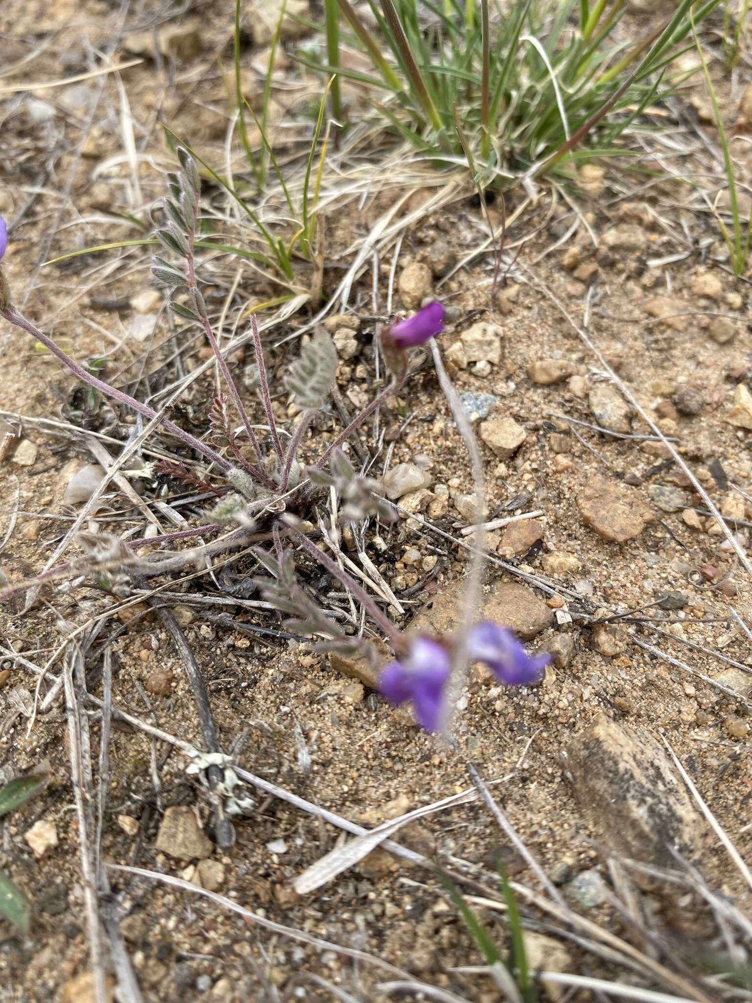 Image of Gueldenstaedtia verna (Georgi) Boriss.