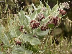 Imagem de Asclepias californica subsp. greenei Woods.