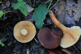 Image of Lactarius serifluus (DC.) Fr. 1838