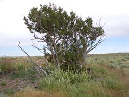 Image of Bigberry Juniper