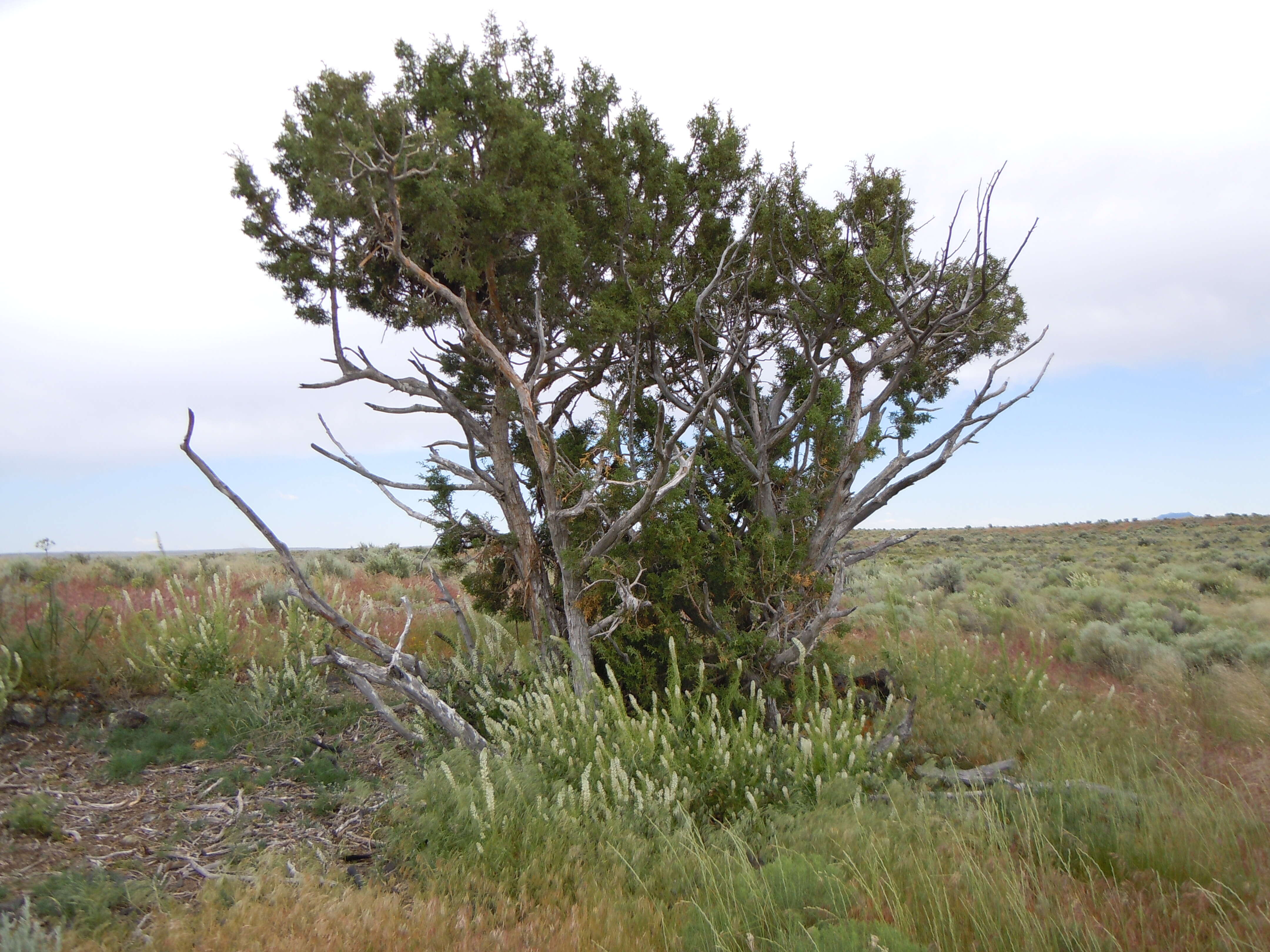 Image of Bigberry Juniper