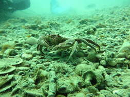 Image of Nectocarcinus antarcticus (Hombron & Jacquinot 1846)