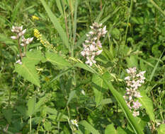 Image of Cynanchum rostellatum (Turcz.) Liede & Khanum