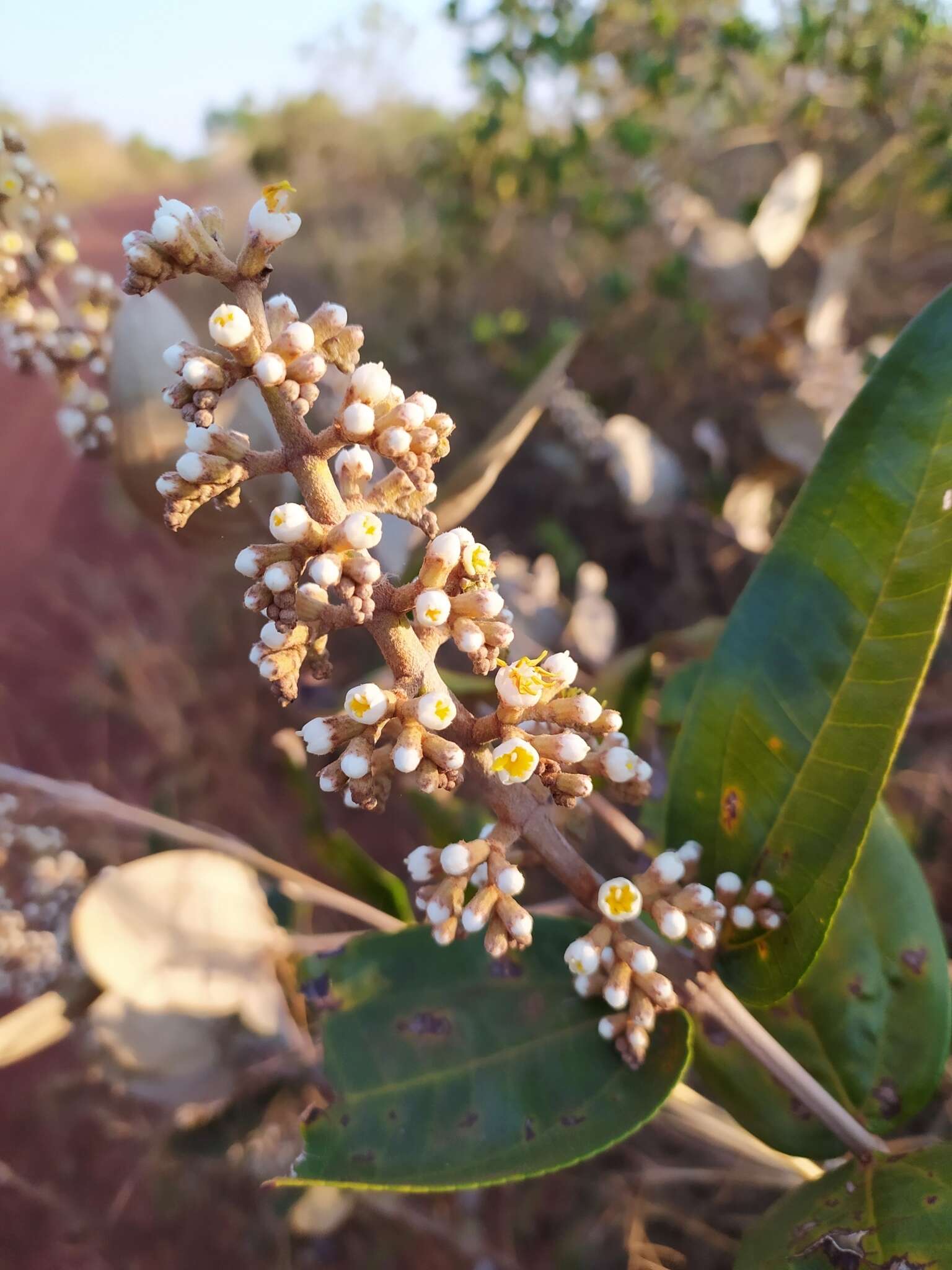 Image of Miconia fallax DC.