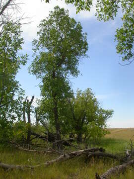 Image of green ash