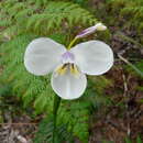 Image of Diplarrena moraea Labill.