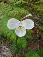 Image of Diplarrena moraea Labill.