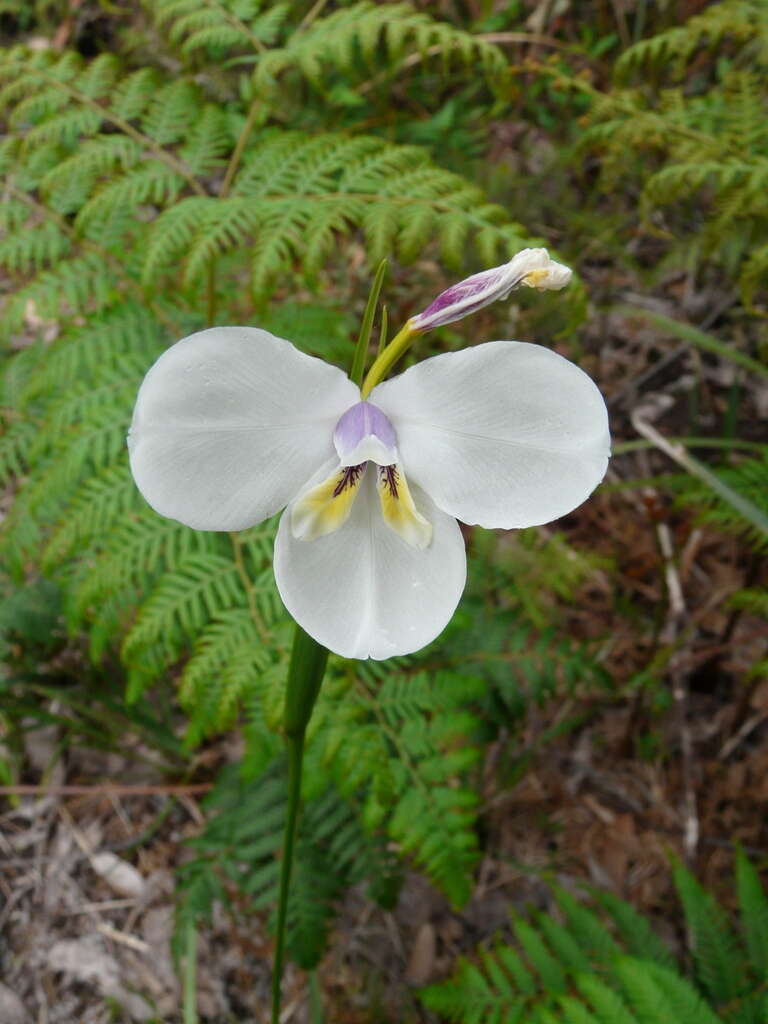 Image of Diplarrena moraea Labill.