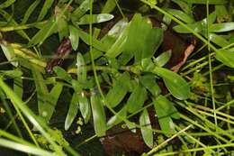 Image of Heteranthera zosterifolia Mart.