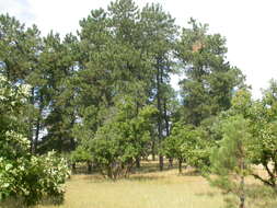 Image of Bur Oak