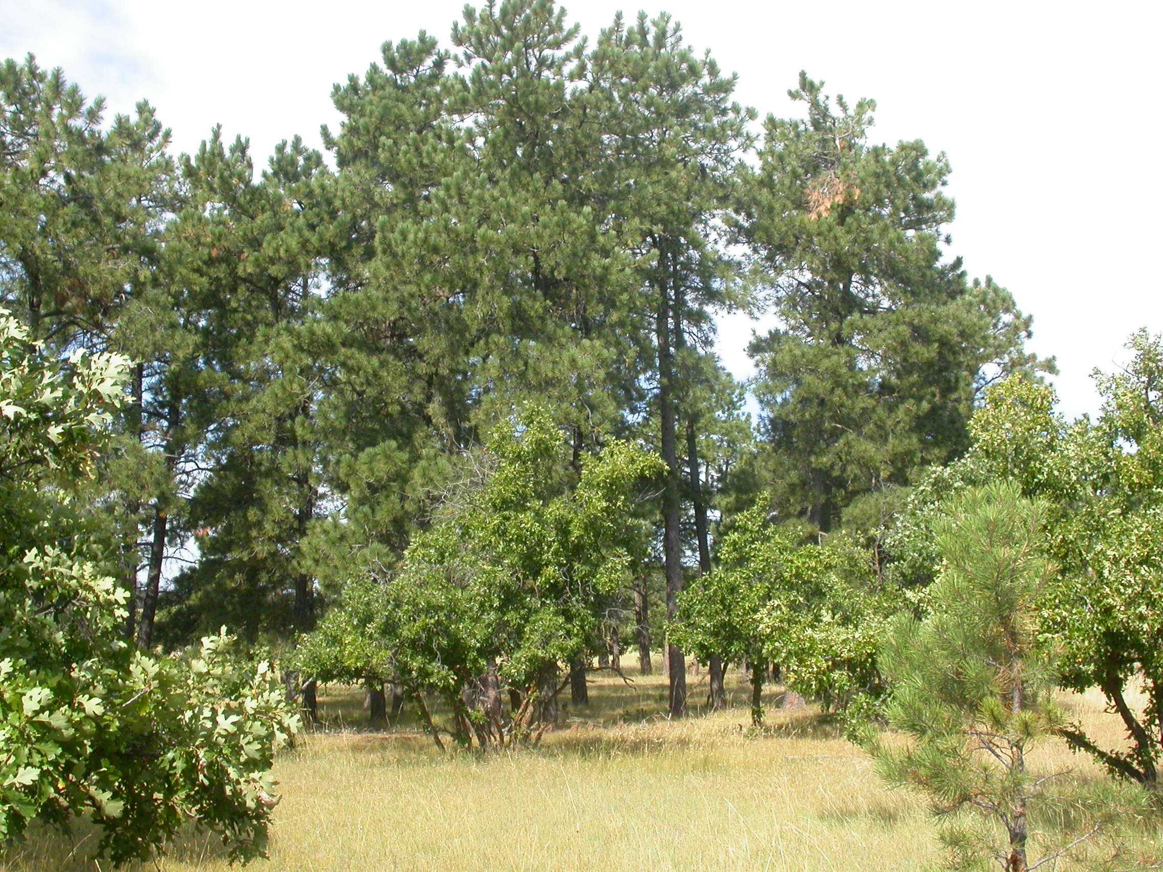 Image of Bur Oak