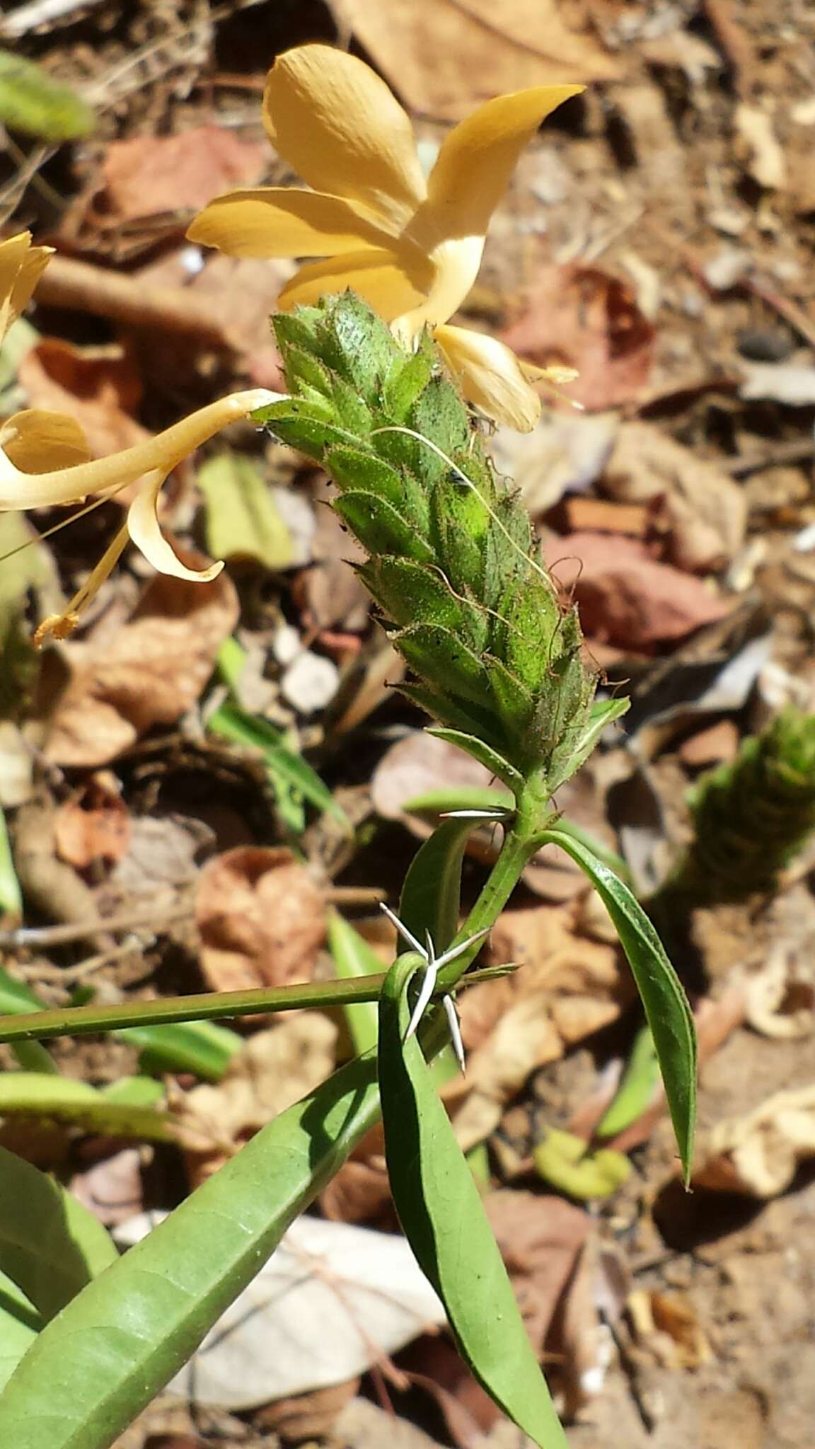 Image of Barleria perrieri Benoist