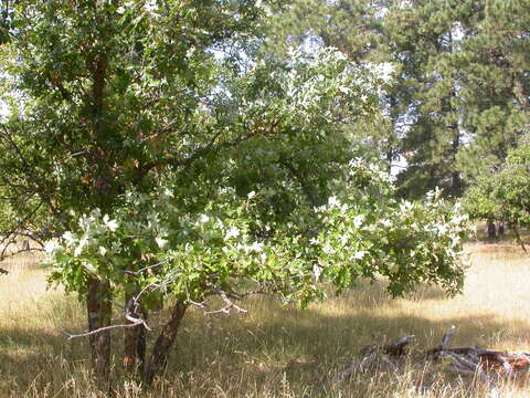 Image of Bur Oak