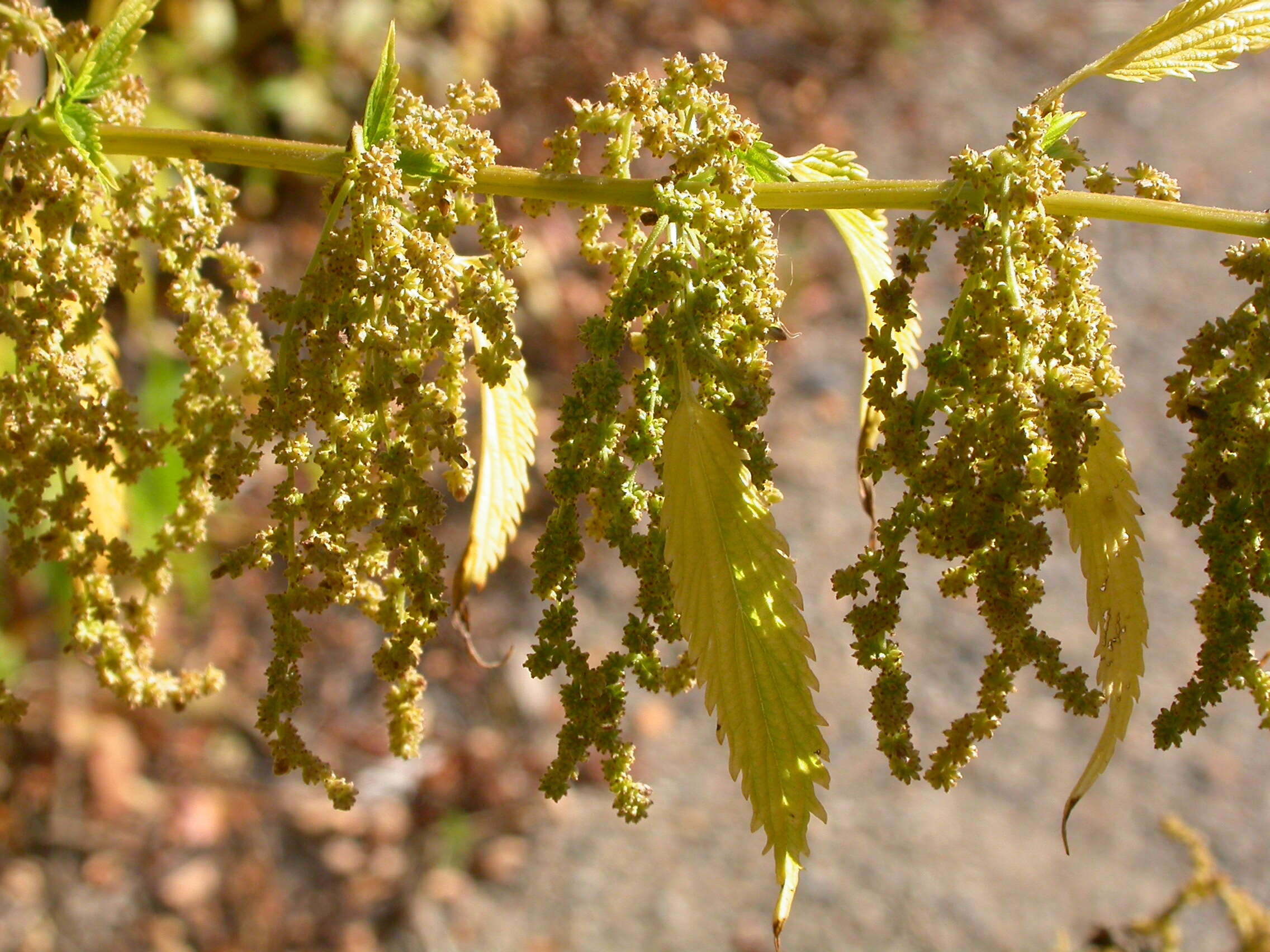 Слика од Urtica gracilis subsp. gracilis