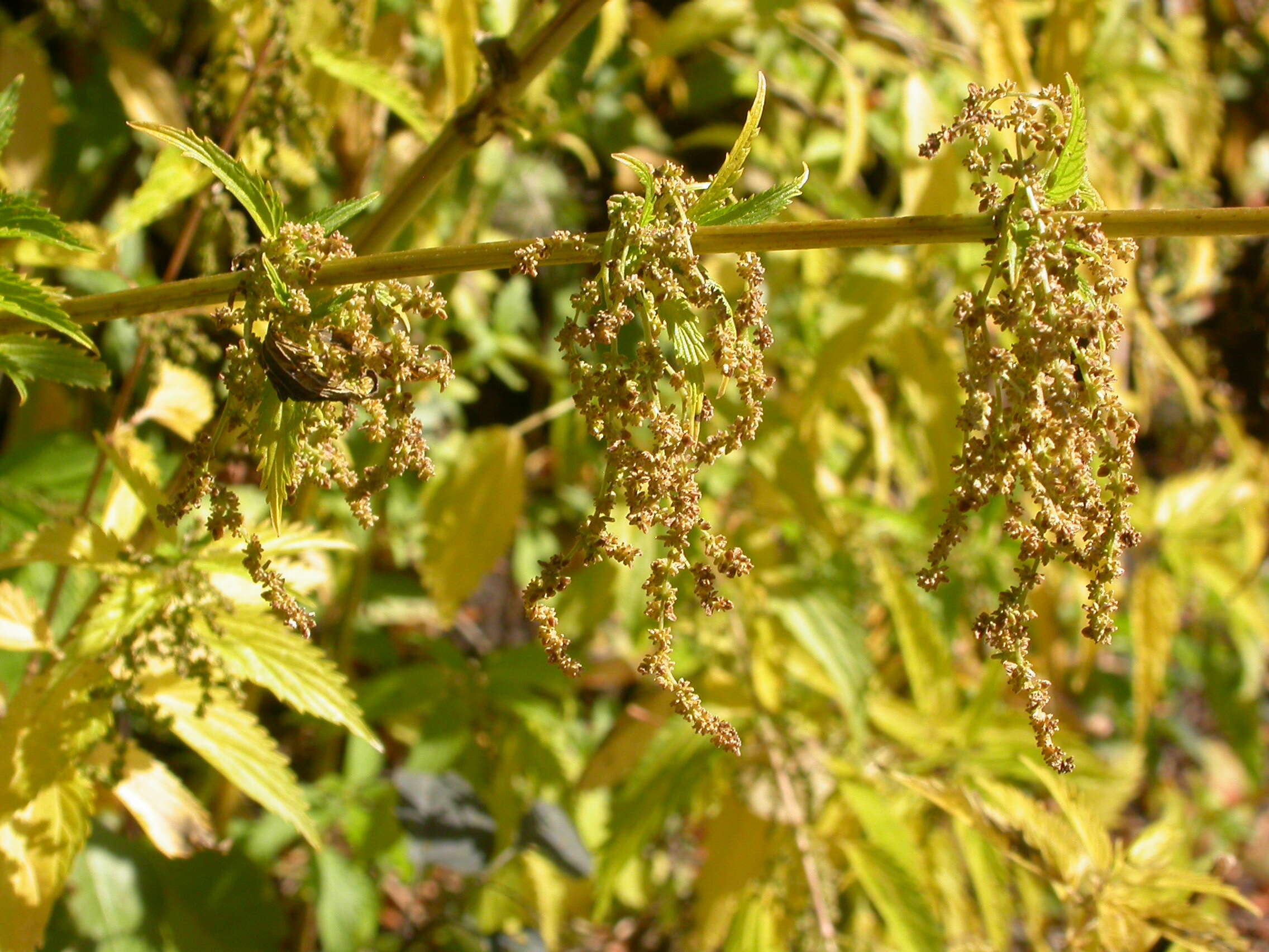 Слика од Urtica gracilis subsp. gracilis