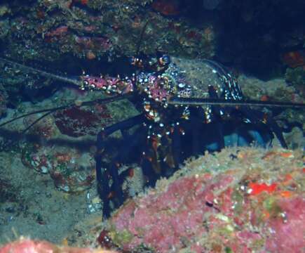 Image of Banded Spiny Lobster