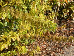 Image of California nettle