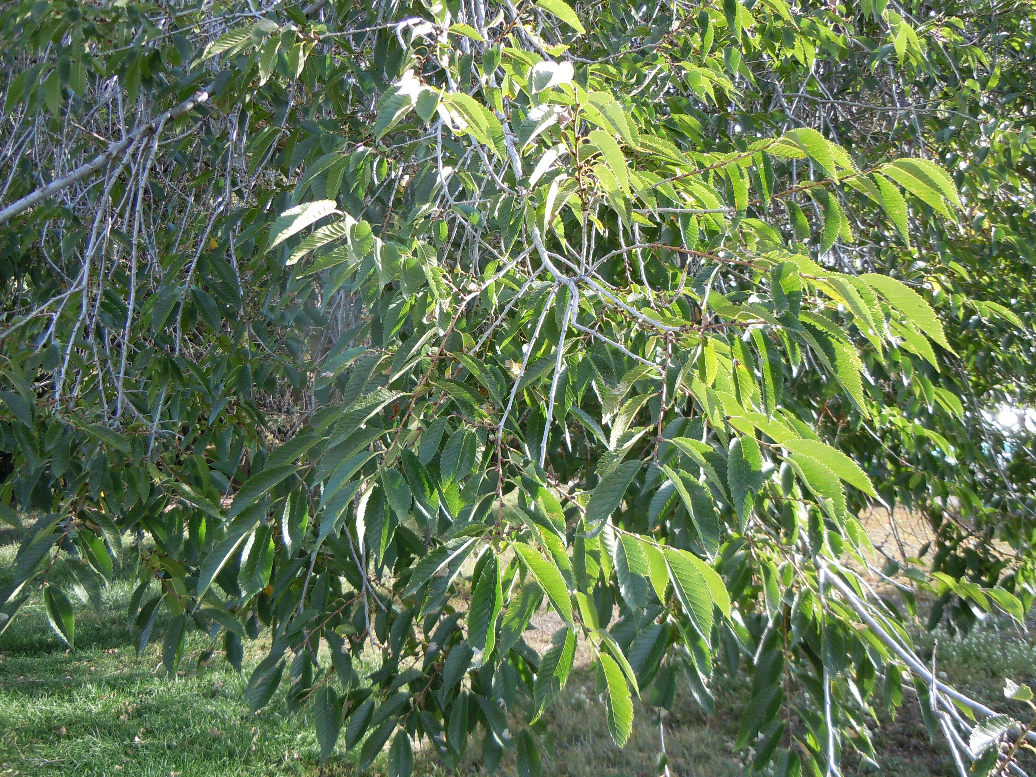 Image of Siberian Elm