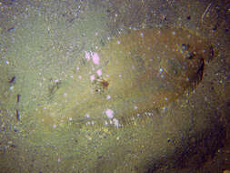 Image of Speckled sole