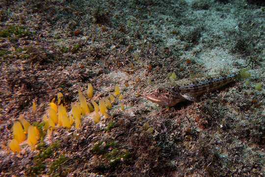 Image of Ear-spot lizardfish