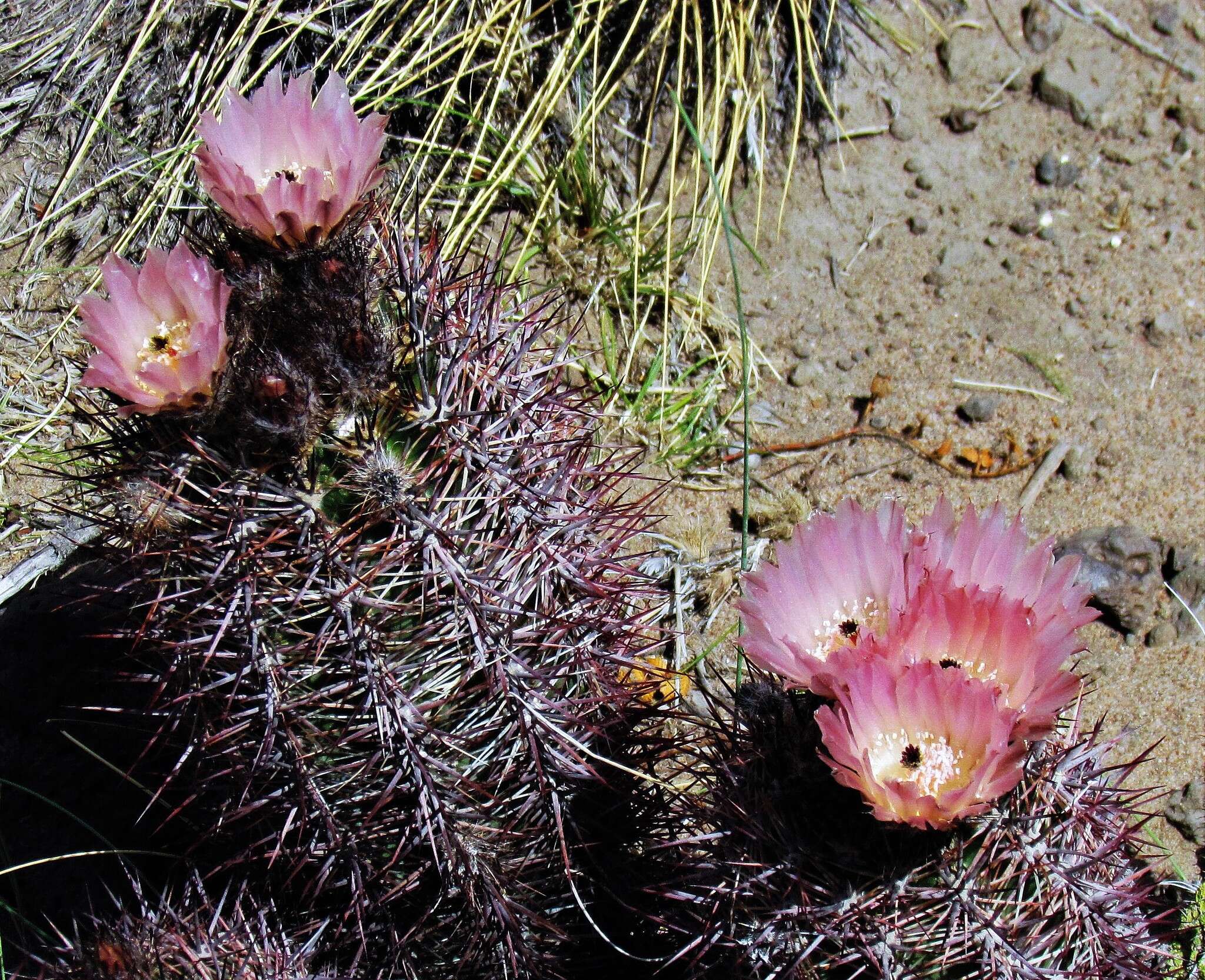 Imagem de Austrocactus bertinii Britton & Rose