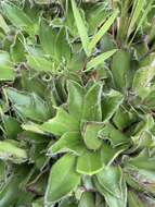 Image of Helichrysum vernum Hilliard