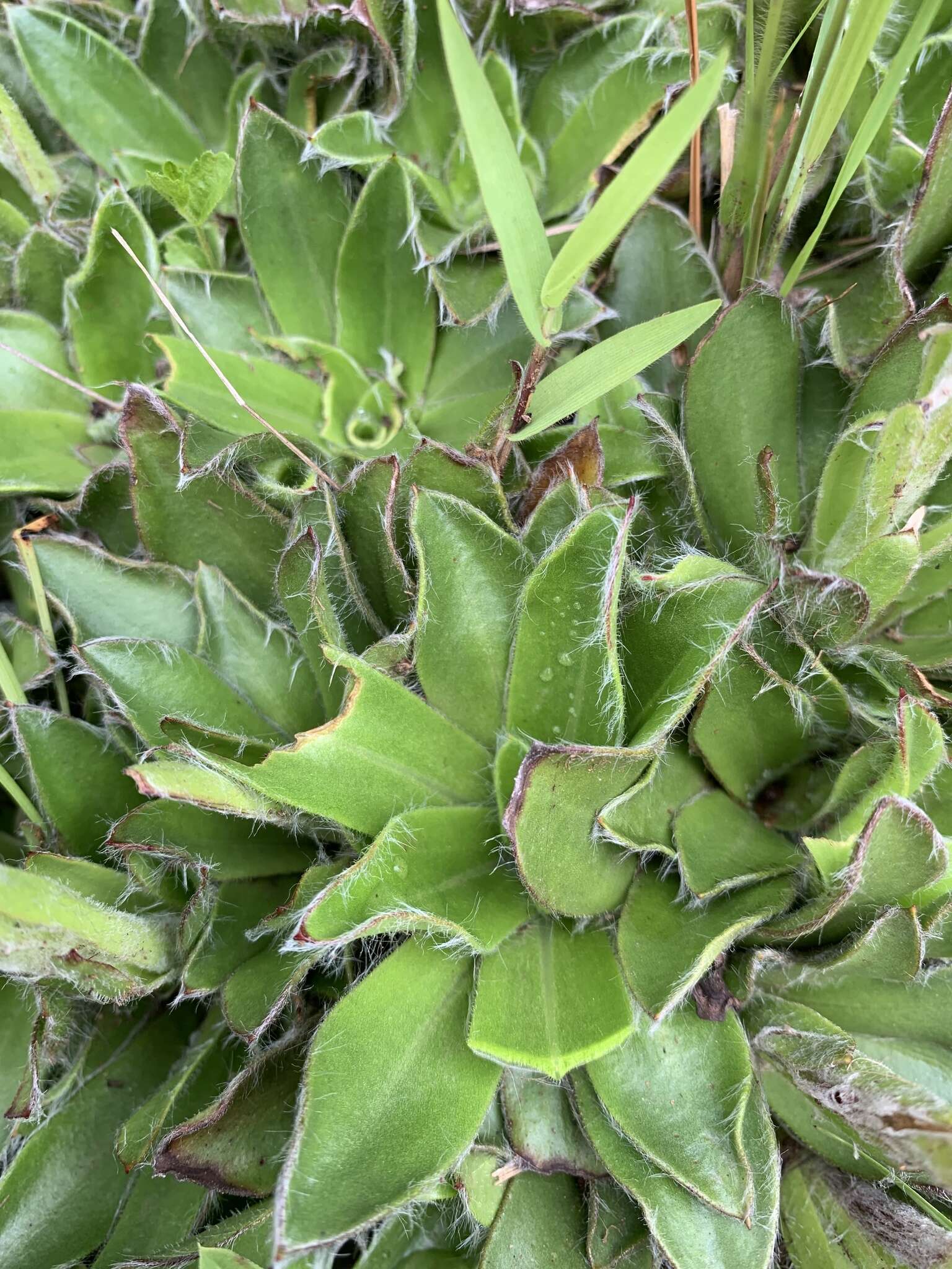 Image of Helichrysum vernum Hilliard