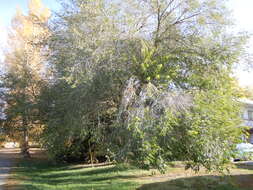 Image of Siberian Elm