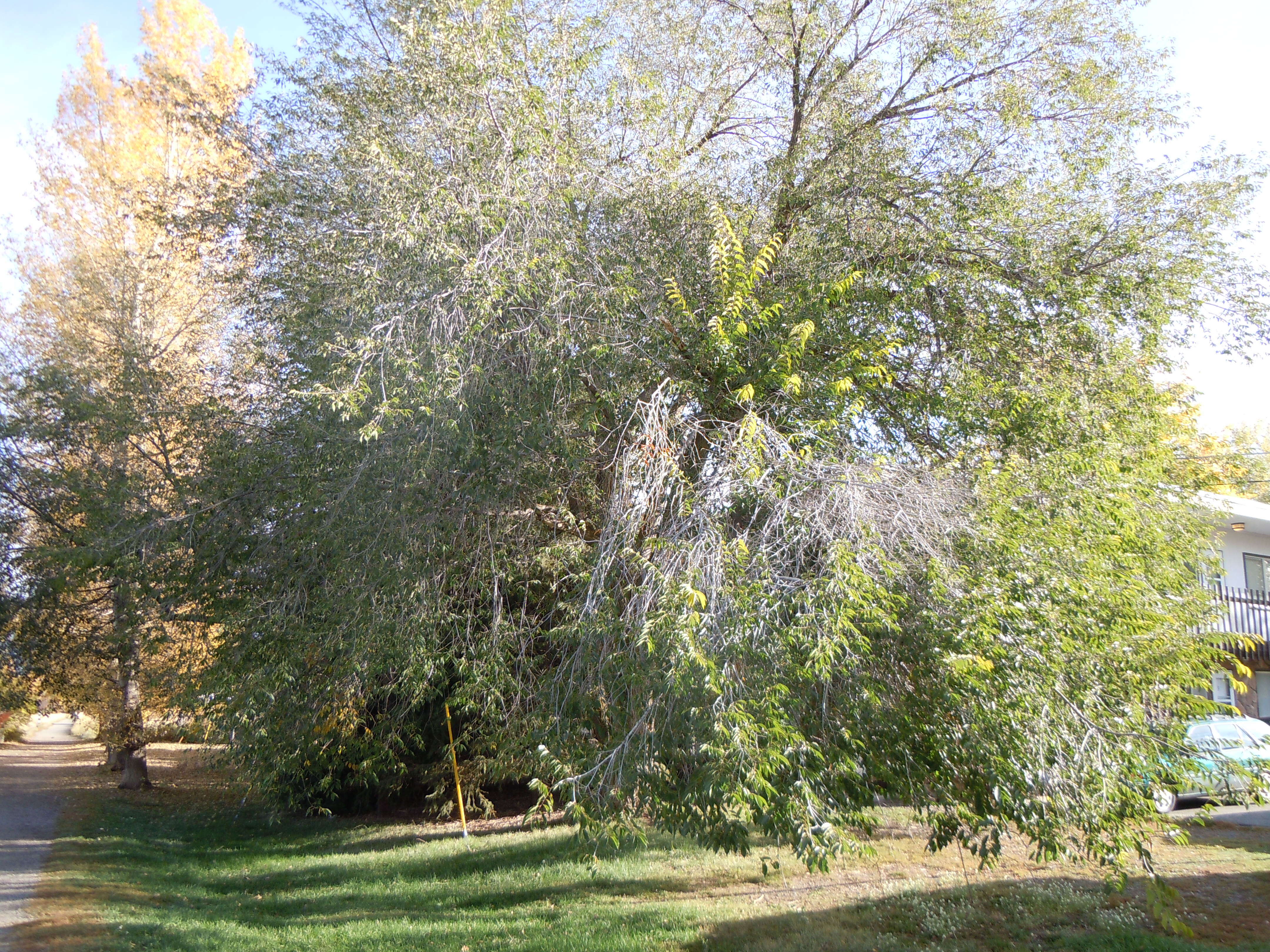 Image of Siberian Elm