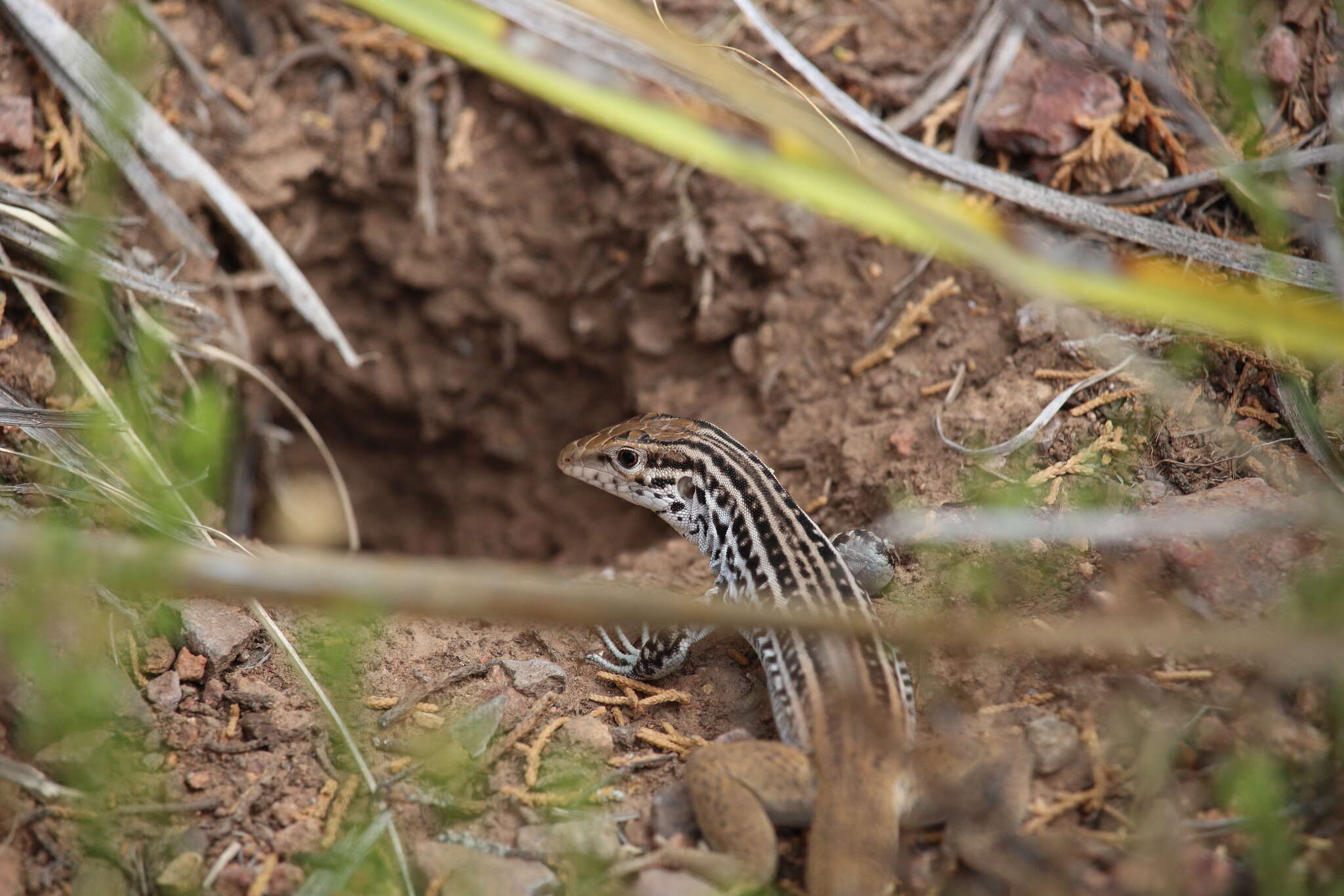 Image of Rusty-rumped Whiptail