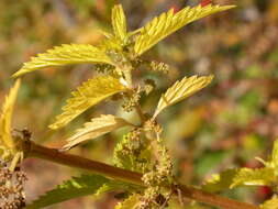 Image of California nettle