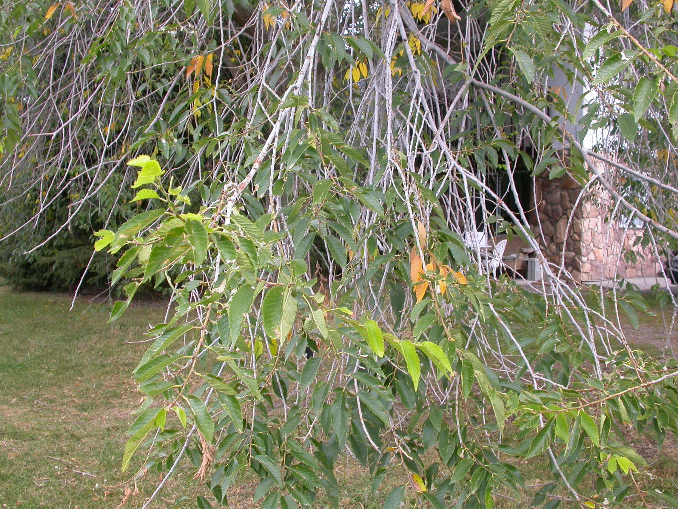 Image of Siberian Elm