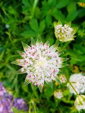 Imagem de Astrantia major L.